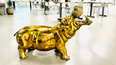 Photo: Golden Hippo